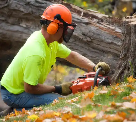 tree services Champlin